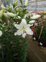 [5227 Vestaro VZ No01.JPG]